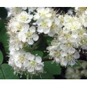 FINDHORN VALERIAN (VALERIANA) 15 ML