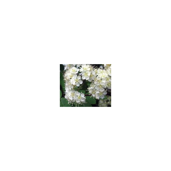 FINDHORN SPOTTED ORCHID (ORQUIDEA MOTEADA) 15 ML