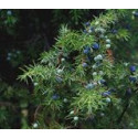 ENEBRO BIO ESSENTIAL O.E. 10 ML EQUISALUD