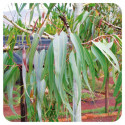 ACEITE ESENCIAL DE EUCALIPTO AZUL (EUCALYPTUS CITRIODORA) 10 CC PRANAROM