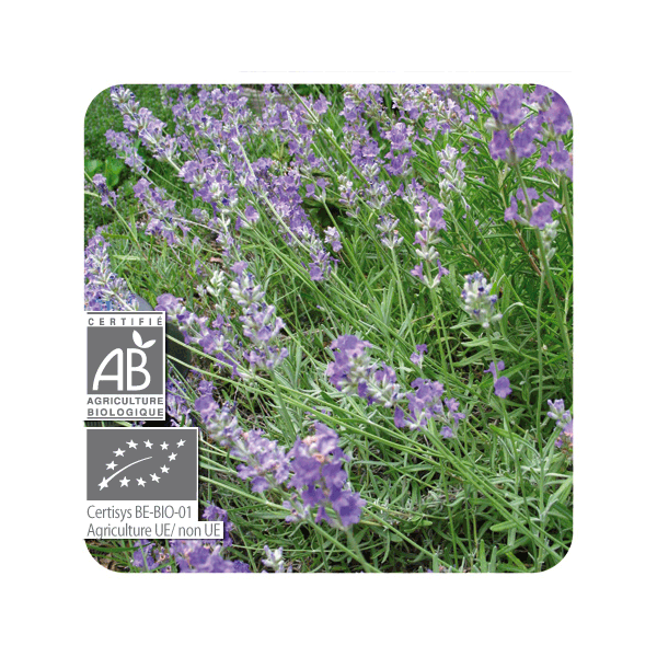 ACEITE ESENCIAL DE LAVANDA BIO (LAVANDULA ANGUSTIFOLIA) 10 CC PRANAROM