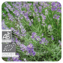ACEITE ESENCIAL DE LAVANDA BIO (LAVANDULA ANGUSTIFOLIA) 1 L PRANAROM