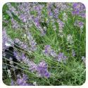 LAVANDA O.E (LAVANDULA ANGUSTIFOLIA) 10 CC PRANAROM