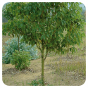 ACEITE ESENCIAL RAVINTSARA BIO (CINNAMOMUM CAMPHORA) 10 CC PRANAROM