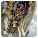 ACEITE ESENCIAL DE INCIENSO (BOSWELLIA CARTERI) 5 CC PRANAROM
