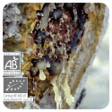 ACEITE ESENCIAL DE INCIENSO  BIO (BOSWELLIA CARTERII) 5 CC PRANAROM