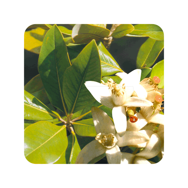 ACEITE ESENCIAL DE AZAHAR - NEROLI (CITRUS AURANTIUM AMARA FLOR) 2 CC PRANAROM