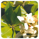ACEITE ESENCIAL DE AZAHAR - NEROLI (CITRUS AURANTIUM AMARA FLOR) 2 CC PRANAROM