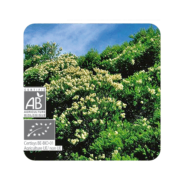 Aceite esencial de Árbol de té BIO 10 CC Pranarom