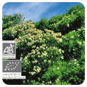 Aceite esencial de Árbol de té BIO 10 CC Pranarom