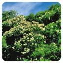 ACEITE ESENCIAL DE ARBOL DE TE (MELALEUCA ALTERNIFOLIA) 10 CC PRANAROM