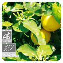 ACEITE ESENCIAL DE BERGAMOTA  BIO (CITRUS BERGAMIA) 10 CC PRANAROM