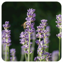 ACEITE ESENCIAL DE ESPLIEGO MACHO (LAVANDULA SPICA) 10 CC PRANAROM