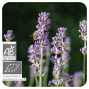 ACEITE ESENCIAL DE ESPLIEGO MACHO BIO (LAVANDULA SPICA LATIFOLIA) 10 CC PRANAROM