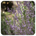 ACEITE ESENCIAL DE LAVANDIN SUPER  BIO (LAVANDULA BURNATII SUPER) 10 CC PRANAROM