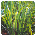 ACEITE ESENCIAL DE CITRONELA DE JAVA (CYMBOPOGON WINTERIANUS) 10CC PRANAROM