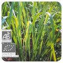 ACEITE ESENCIAL DE CITRONELA DE JAVA  BIO (CYMBOPOGON WINTERIANUS) 10 CC PRANAROM