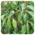 ACEITE ESENCIAL DE CANELA CHINA (CINNAMOMUM CASSIA) 10 CC PRANAROM