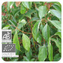 ACEITE ESENCIAL DE CANELA DE CHINA  BIO (CINNAMOMUM CASSIA) 10 CC PRANAROM