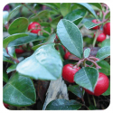 ACEITE ESENCIAL DE GAULTERIA  (GAULTHERIA PROCUMBENS) 10 CC PRANAROM