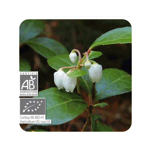 ACEITE ESENCIAL DE GAULTERIA OLOROSA  BIO (GAULTHERIA FRAGANTISSIMA) 10 CC PRANAROM