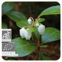 ACEITE ESENCIAL DE GAULTERIA OLOROSA  BIO (GAULTHERIA FRAGANTISSIMA) 10 CC PRANAROM