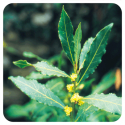 ACEITE ESENCIAL DE LAUREL  (LAURUS NOBILIS) 5 CC PRANAROM