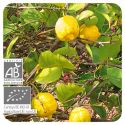 ESENCIA DE LIMON  BIO (CITRUS LIMON) 10 CC PRANAROM