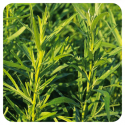 ACEITE ESENCIAL DE ESTRAGON  (ARTEMISIA DRACUNCULUS) 5 CC PRANAROM