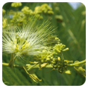ACEITE ESENCIAL DE CLAVO DE ESPECIAS (EUGENIA CARYOPHYLLUS) 10 CC PRANAROM