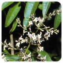 ACEITE ESENCIAL DE HIERBALUISA  (LIPPIA CITRIODORA) 5 CC PRANAROM