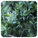 ACEITE ESENCIAL DE NIAULI  BIO (MELALEUCA QUINQUENERVIA) 10 CC PRANAROM
