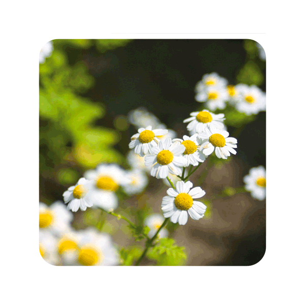 ACEITE ESENCIAL DE MANZANILLA ROMANA  (CHAMAEMELUM NOBILE) 5 CC PRANAROM