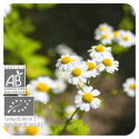 ACEITE ESENCIAL DE MANZANILLA ROMANA  BIO (CHAMAEMELUM NOBILE) 5 CC PRANAROM