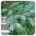 ACEITE ESENCIAL DE ABETO NEGRO  BIO (PICEA MARIANA) 10 CC PRANAROM