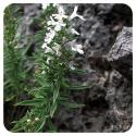 ACEITE ESENCIAL DE AJEDREA  (SATUREJA MONTANA) 5 CC PRANAROM