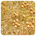 ACEITE ESENCIAL DE CILANTRO  (CORIANDRUM SATIVUM) 10 CC PRANAROM