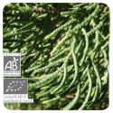 ACEITE ESENCIAL DE CIPRES DE PROVENZA  BIO (CUPRESSUS SEMPREVIRENS) 5 CC PRANAROM