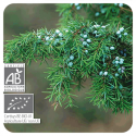 ACEITE ESENCIAL DE ENEBRO COMUN  BIO (JUNIPERUS COMMUNIS APLINA) 5 CC PRANAROM
