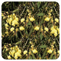 ACEITE ESENCIAL DE EUCALIPTO MENTOLADO  (EUCALYPTUS DIVES) 10 CC PRANAROM