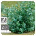 ACEITE ESENCIAL DE EUCALIPTO  BIO (EUCALYPTUS GLOBULUS) 10 CC PRANAROM