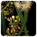 ACEITE ESENCIAL DE EUCALIPTO RADIATA  (EUCALYPTUS RADIATA) 10 CC PRANAROM