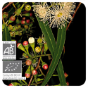 ACEITE ESENCIAL DE EUCALIPTO RADIATA  BIO (EUCALYPTUS RADIATA) 10 CC PRANAROM