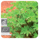 ACEITE ESENCIAL DE GERANIO BOURBON  BIO (PELARGONIUM X ASPERUM BOURBON) 10 CC PRANAROM