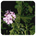 ACEITE ESENCIAL DE GERANIO DE EGIPTO  (PELARGONIUM X ASPERUM) 10 CC PRANAROM