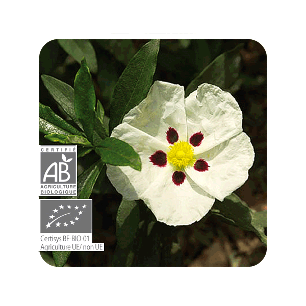 ACEITE ESENCIAL DE JARA CORCEGA  BIO (CISTUS LADANIFERUS) 5 CC PRANAROM