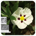 ACEITE ESENCIAL DE JARA CORCEGA  BIO (CISTUS LADANIFERUS) 5 CC PRANAROM