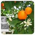 ESENCIA DE MANDARINA BIO (CITRUS RETICULATA CASCARA) 10 CC PRANAROM