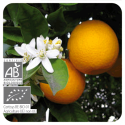 ESENCIA DE NARANJA DULCE  BIO (CITRUS SINENSIS CASCARA) 10 CC PRANAROM