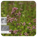 ACEITE ESENCIAL DE OREGANO  BIO (ORIGANUM COMPACTUM) 10 CC PRANAROM